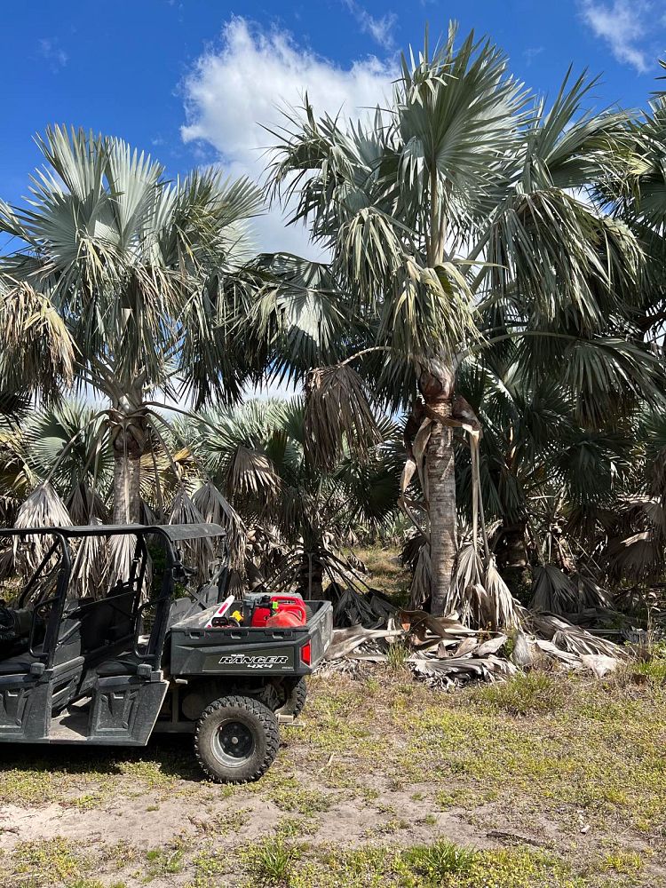 bismarckia-nobilis-silver-bismarck-palm