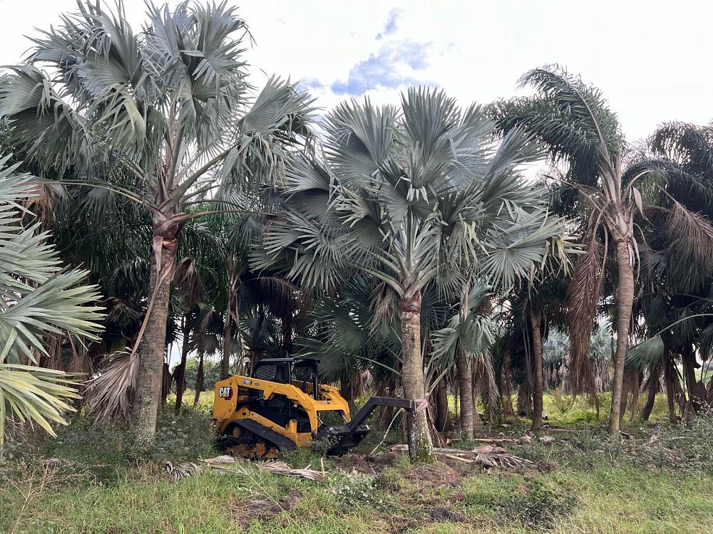 bismarckia-nobilis-silver-bismarck-palm