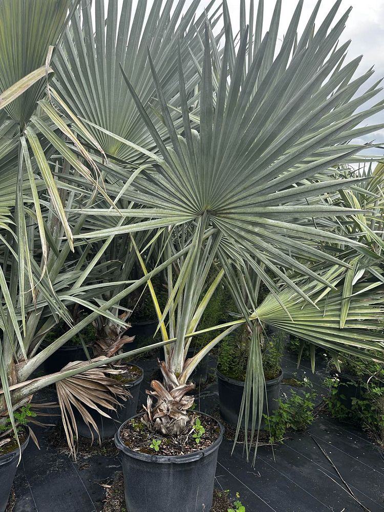 bismarckia-nobilis-silver-bismarck-palm