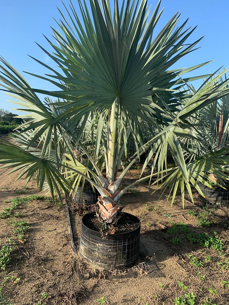 bismarckia-nobilis-silver-bismarck-palm