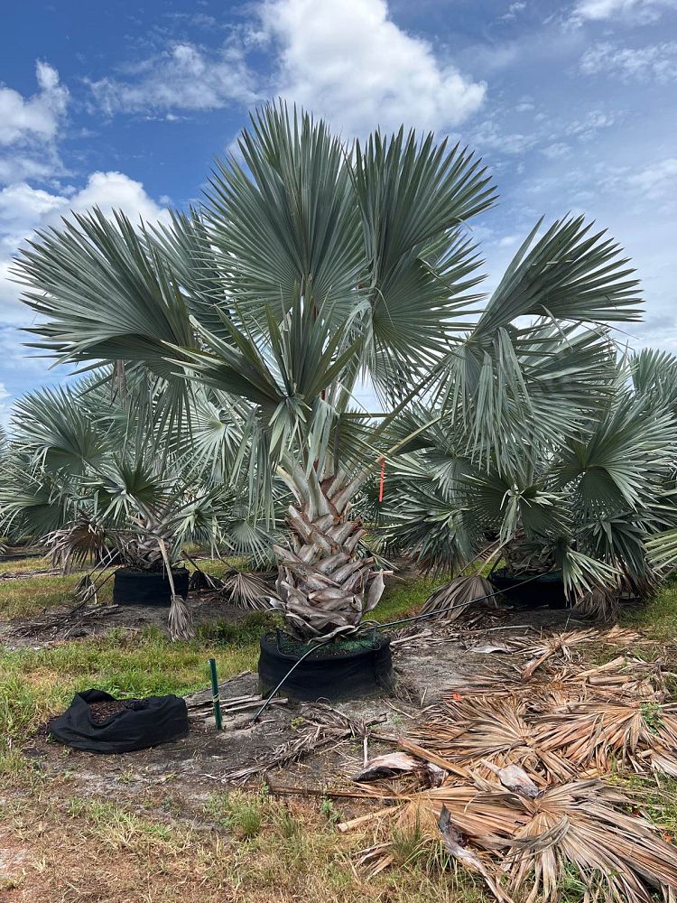 bismarckia-nobilis-silver-bismarck-palm