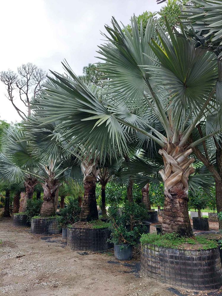 bismarckia-nobilis-silver-bismarck-palm