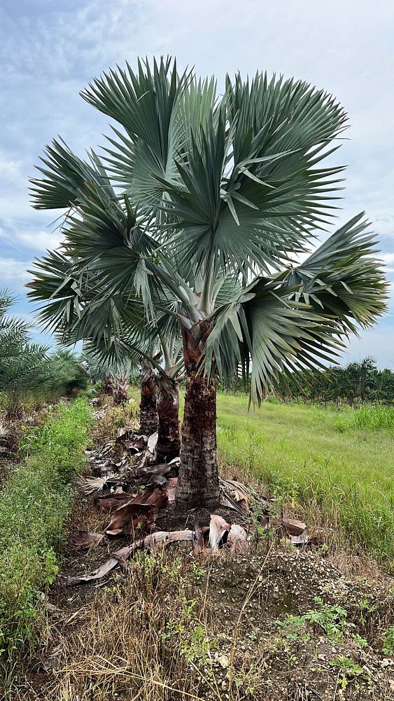bismarckia-nobilis-silver-bismarck-palm