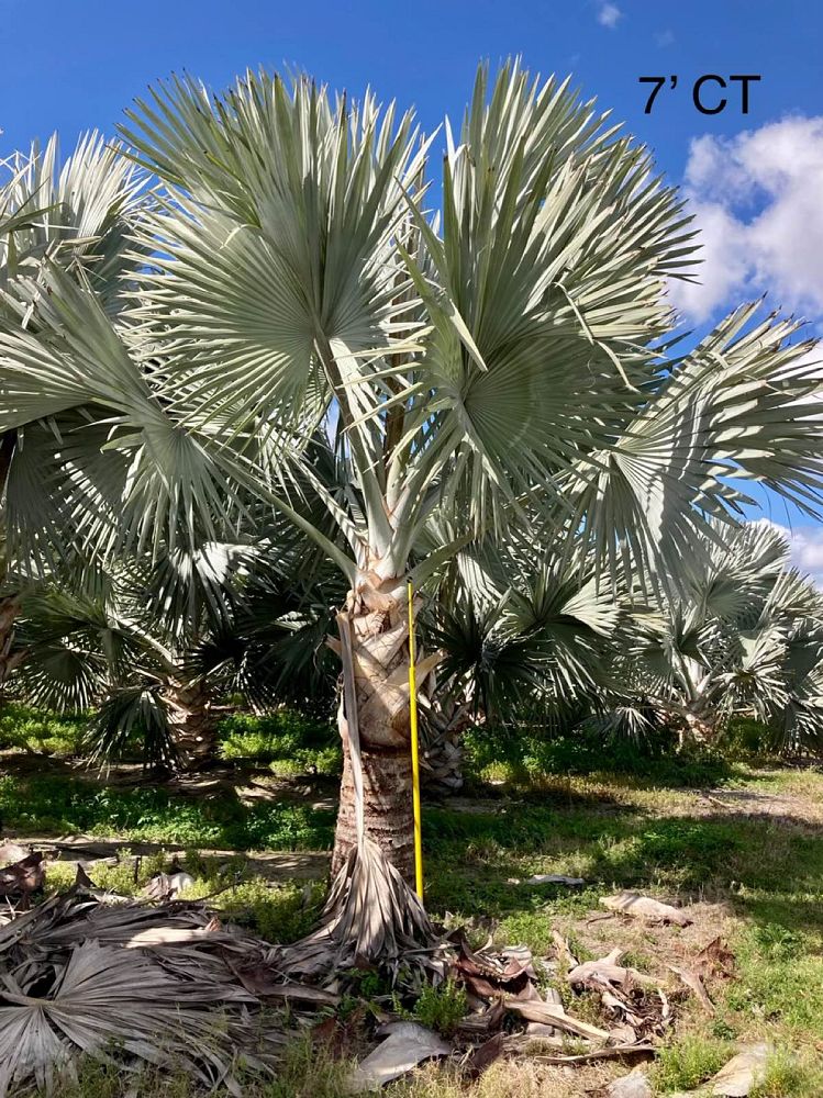 bismarckia-nobilis-silver-bismarck-palm