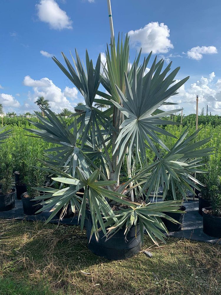 bismarckia-nobilis-silver-bismarck-palm