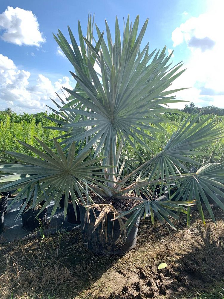 bismarckia-nobilis-silver-bismarck-palm
