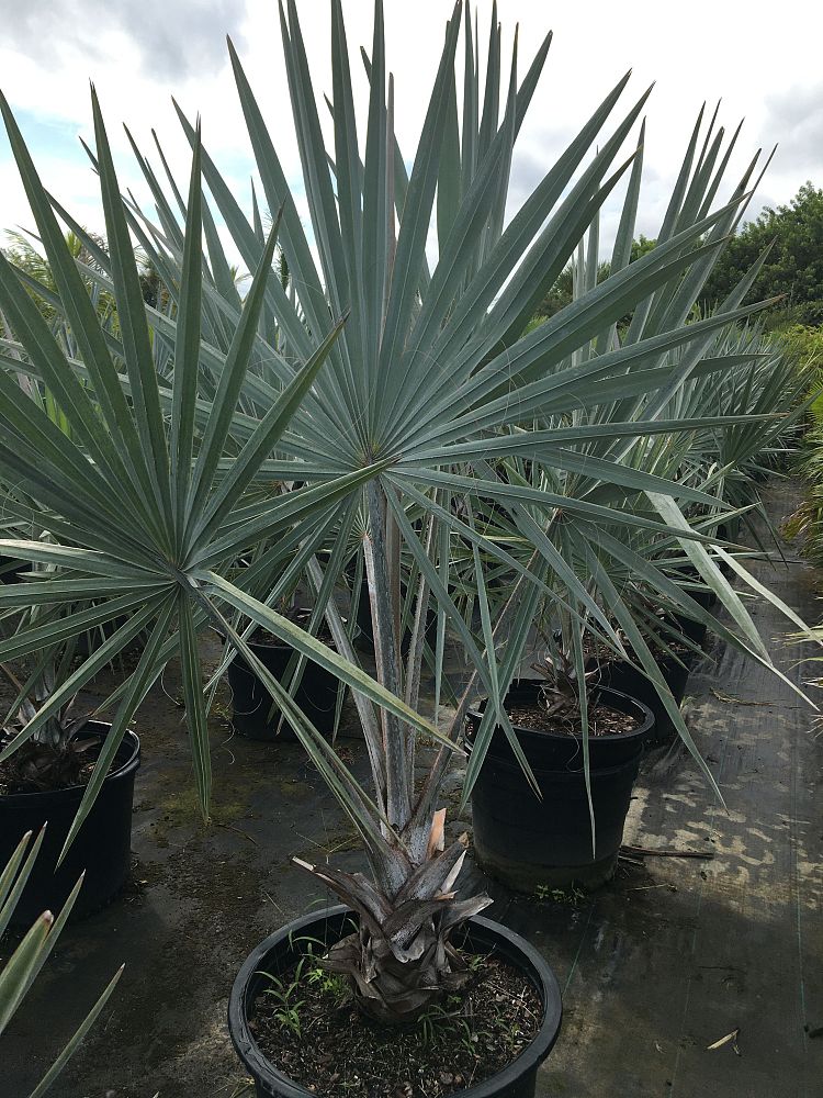 bismarckia-nobilis-silver-bismarck-palm