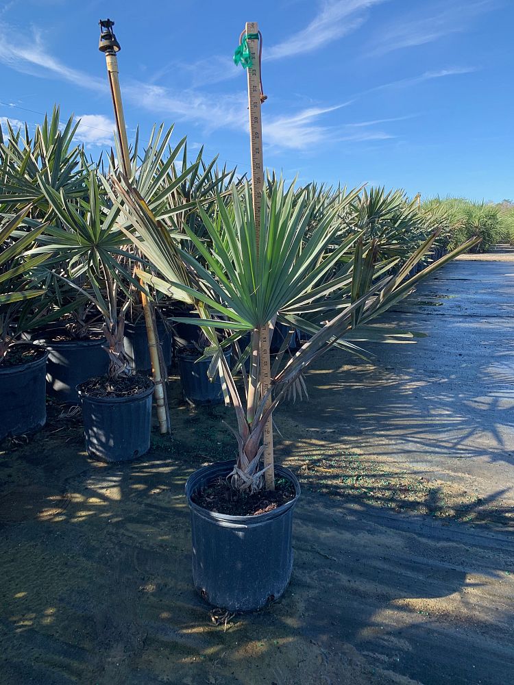 bismarckia-nobilis-silver-bismarck-palm