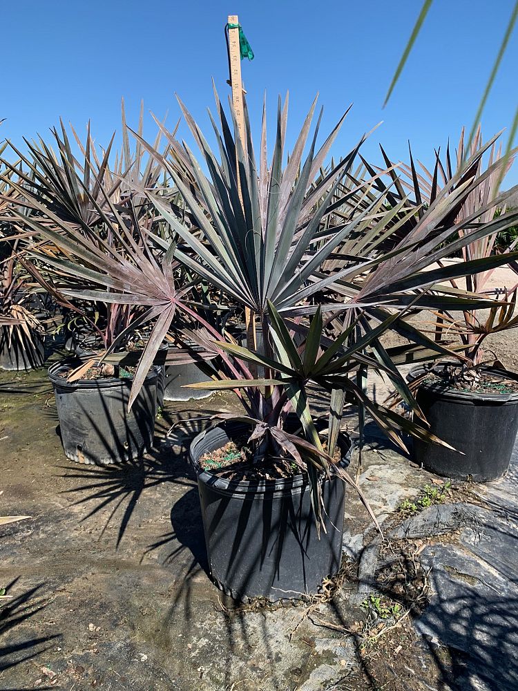 bismarckia-nobilis-silver-bismarck-palm