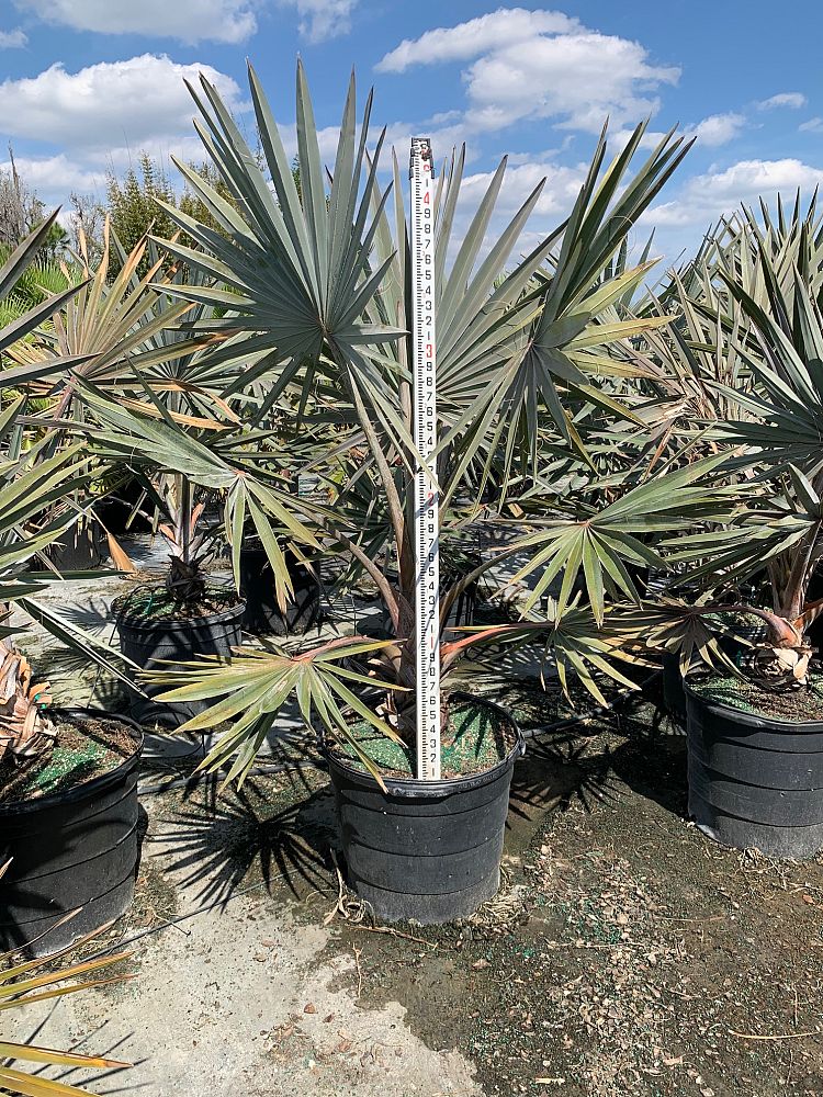 bismarckia-nobilis-silver-bismarck-palm