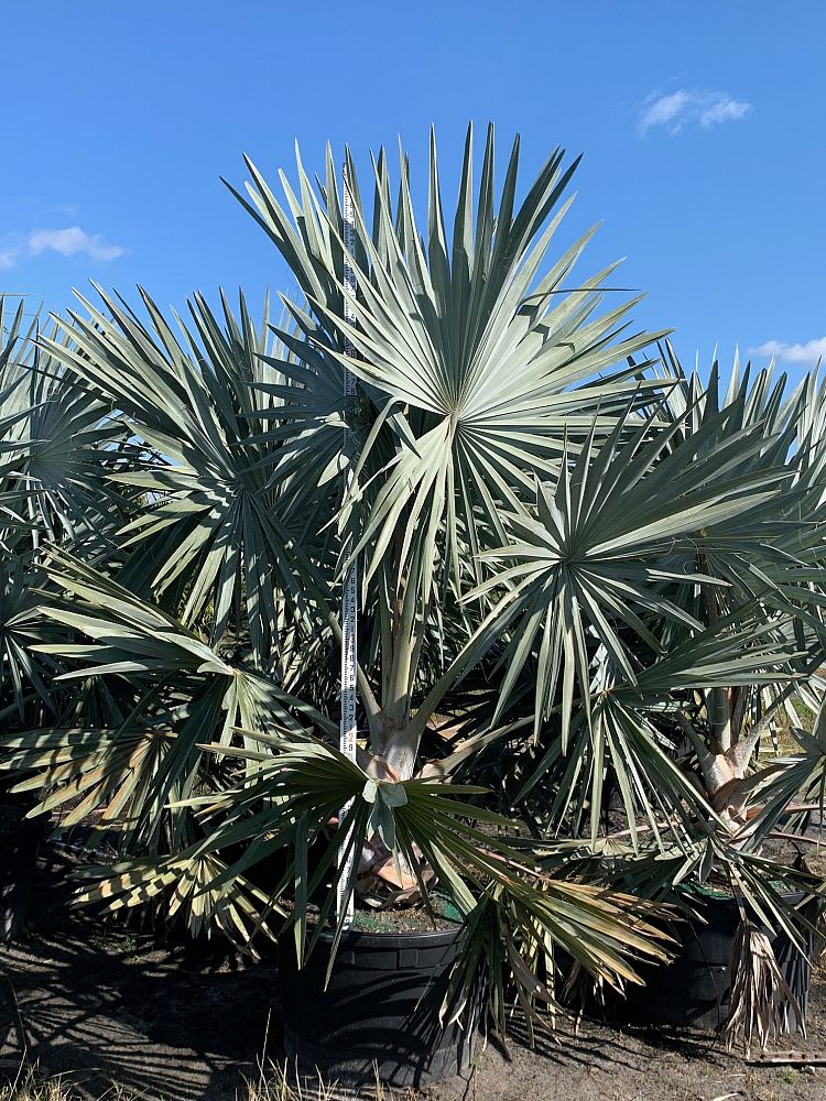 bismarckia-nobilis-silver-bismarck-palm