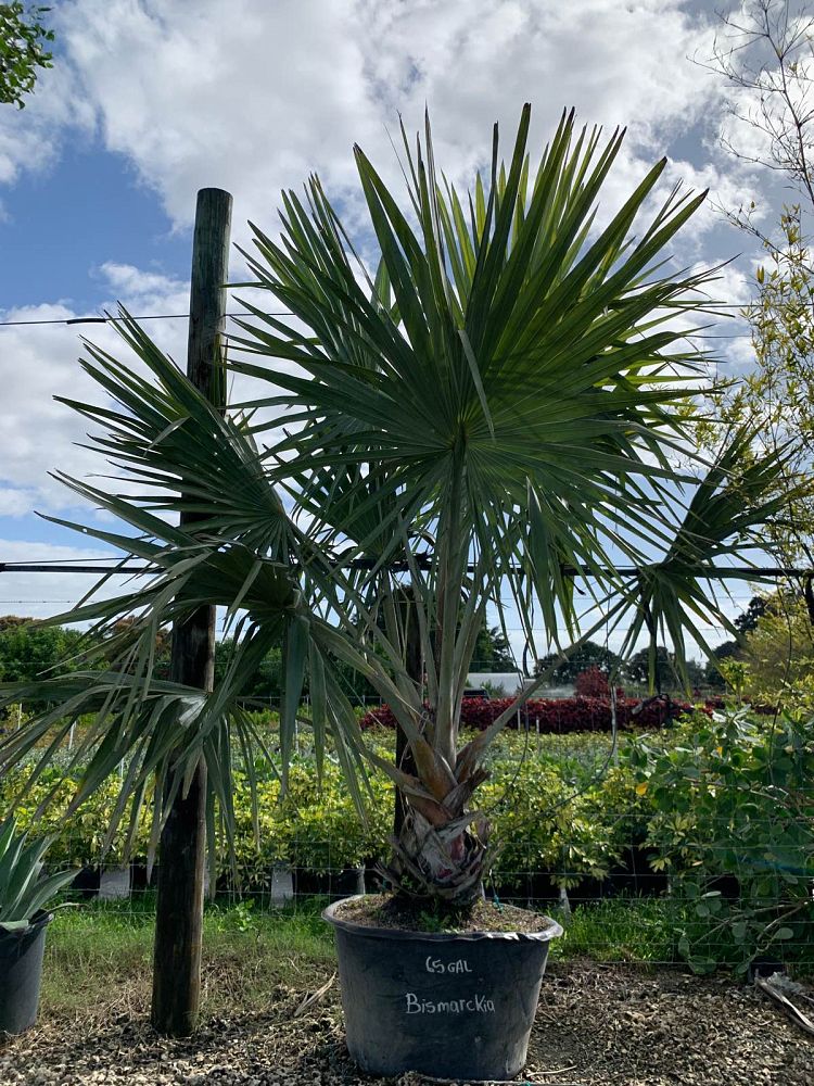 bismarckia-nobilis-silver-bismarck-palm
