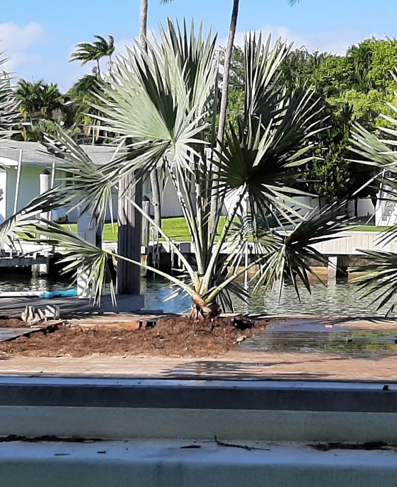 bismarckia-nobilis-silver-bismarck-palm