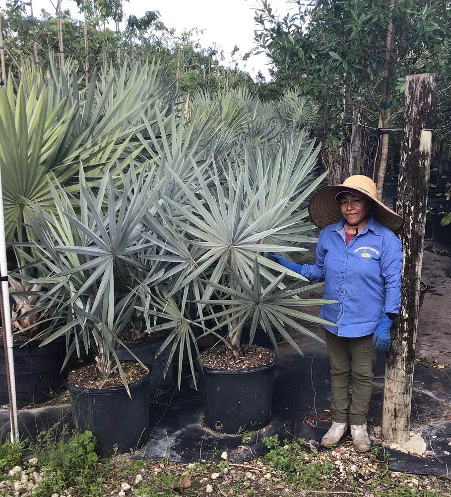 bismarckia-nobilis-silver-bismarck-palm