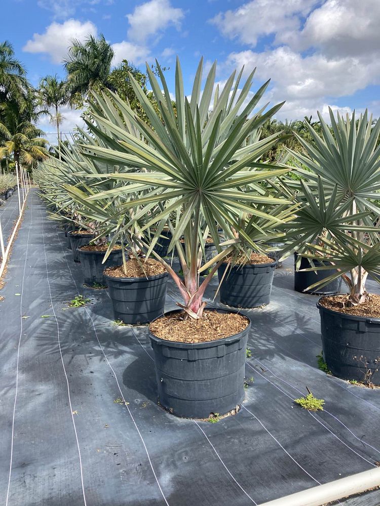 bismarckia-nobilis-silver-bismarck-palm