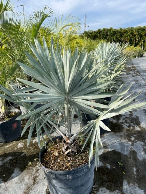 bismarckia-nobilis-silver-bismarck-palm