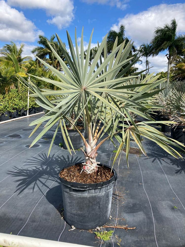 bismarckia-nobilis-silver-bismarck-palm