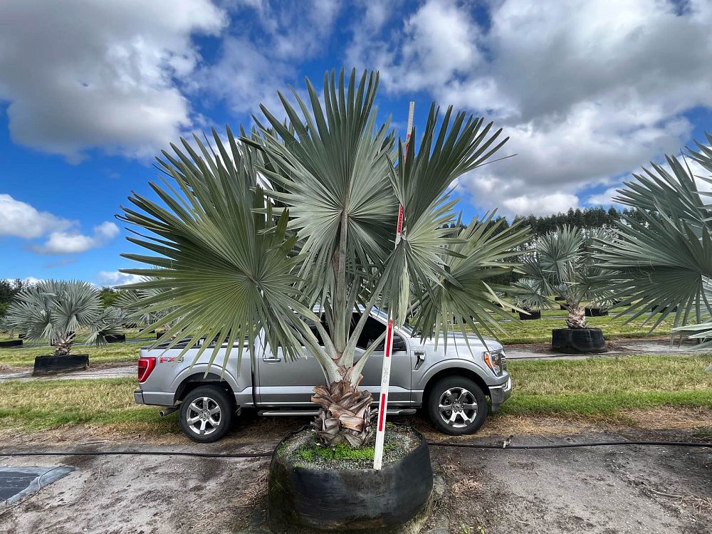 bismarckia-nobilis-silver-bismarck-palm