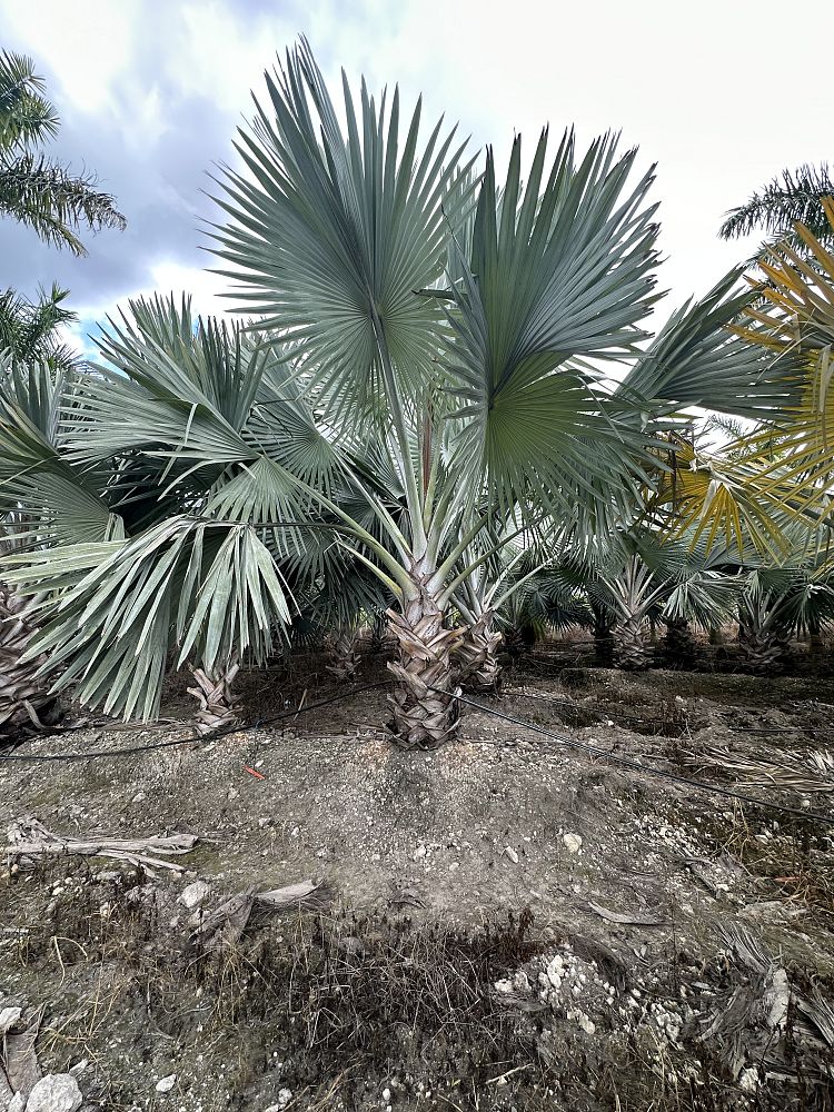 bismarckia-nobilis-silver-bismarck-palm