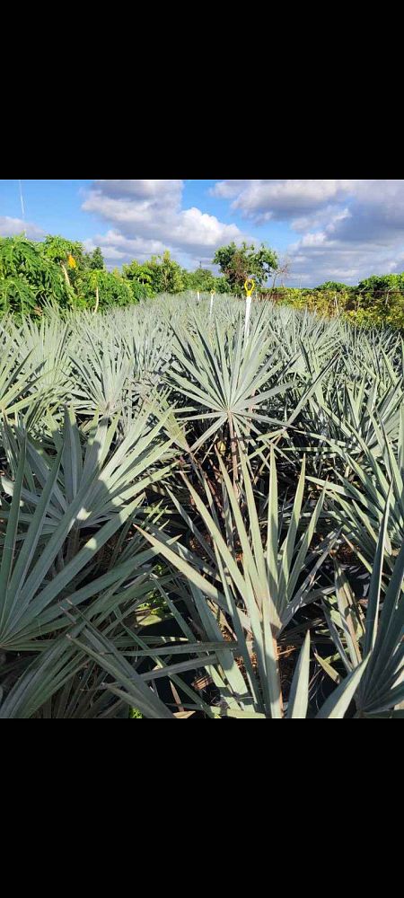 bismarckia-nobilis-silver-bismarck-palm