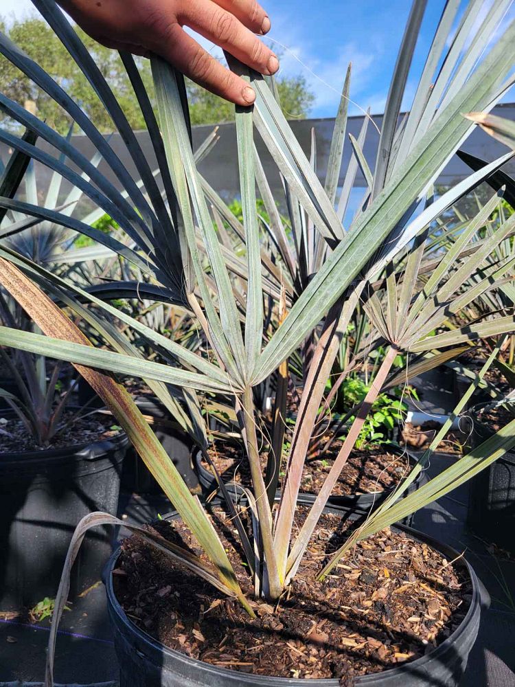 bismarckia-nobilis-silver-bismarck-palm