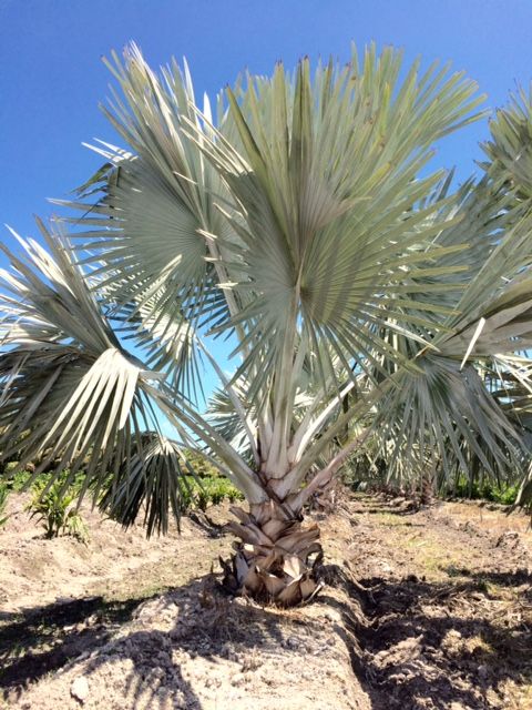 bismarckia-nobilis-silver-bismarck-palm