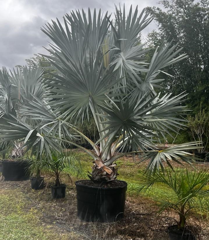 bismarckia-nobilis-silver-bismarck-palm