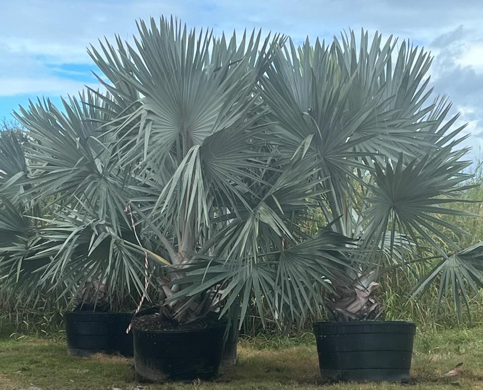 bismarckia-nobilis-silver-bismarck-palm