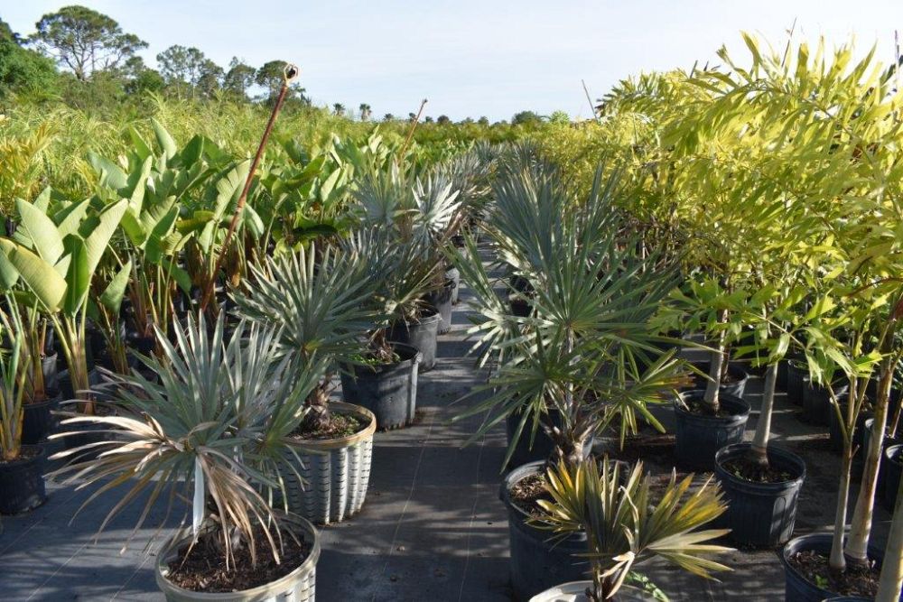 bismarckia-nobilis-silver-bismarck-palm