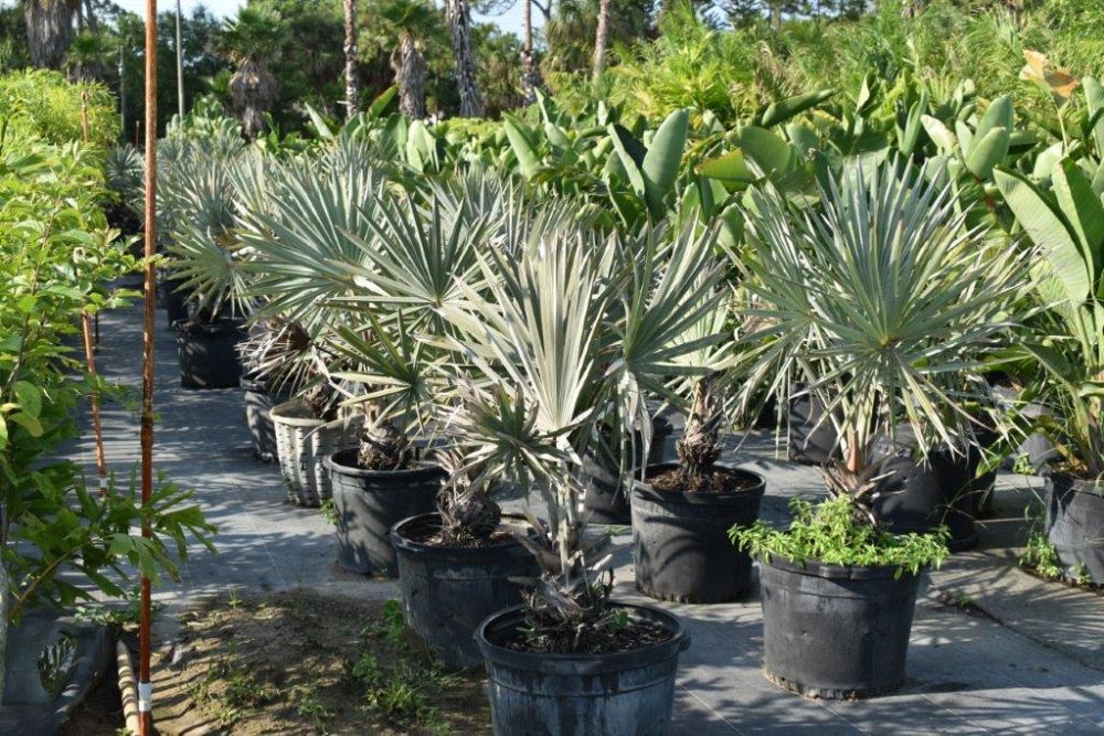 bismarckia-nobilis-silver-bismarck-palm