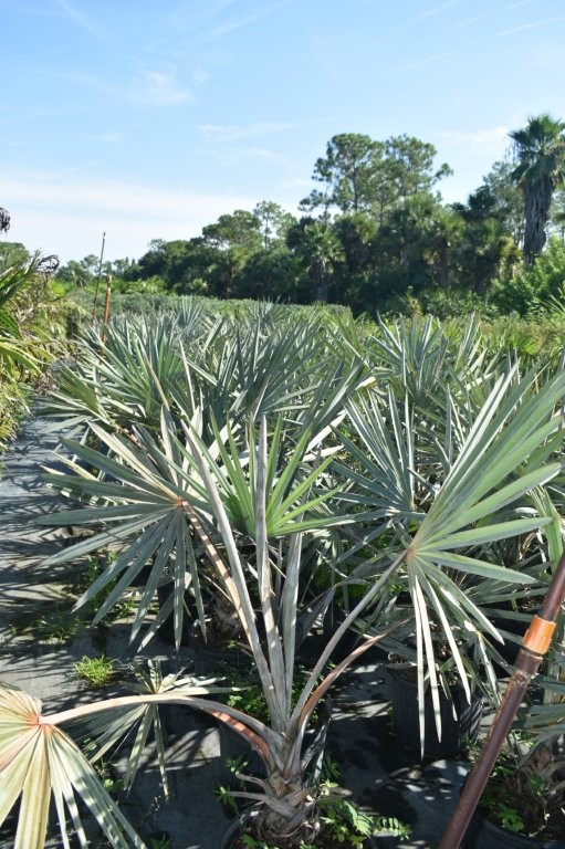 bismarckia-nobilis-silver-bismarck-palm
