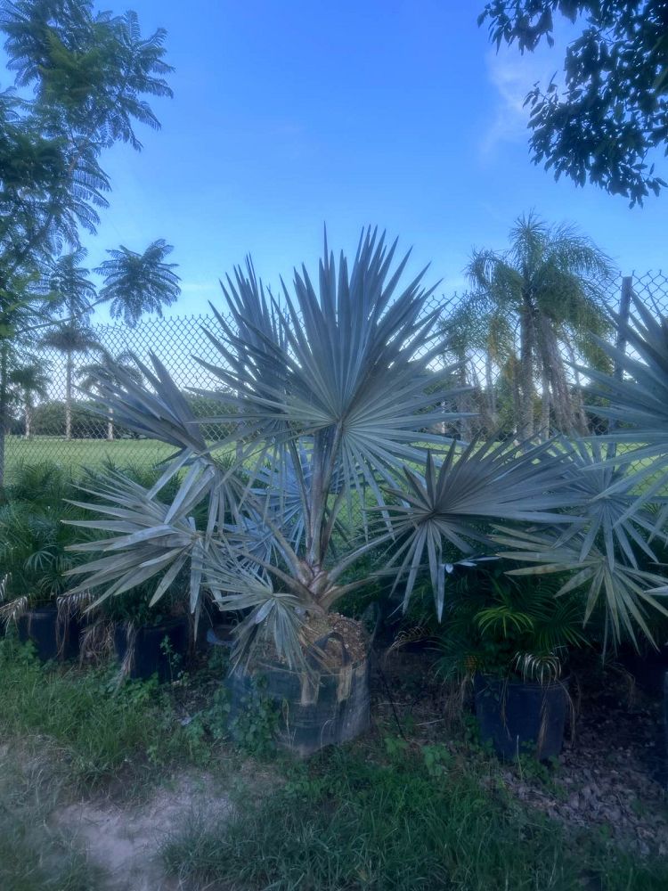 bismarckia-nobilis-silver-bismarck-palm