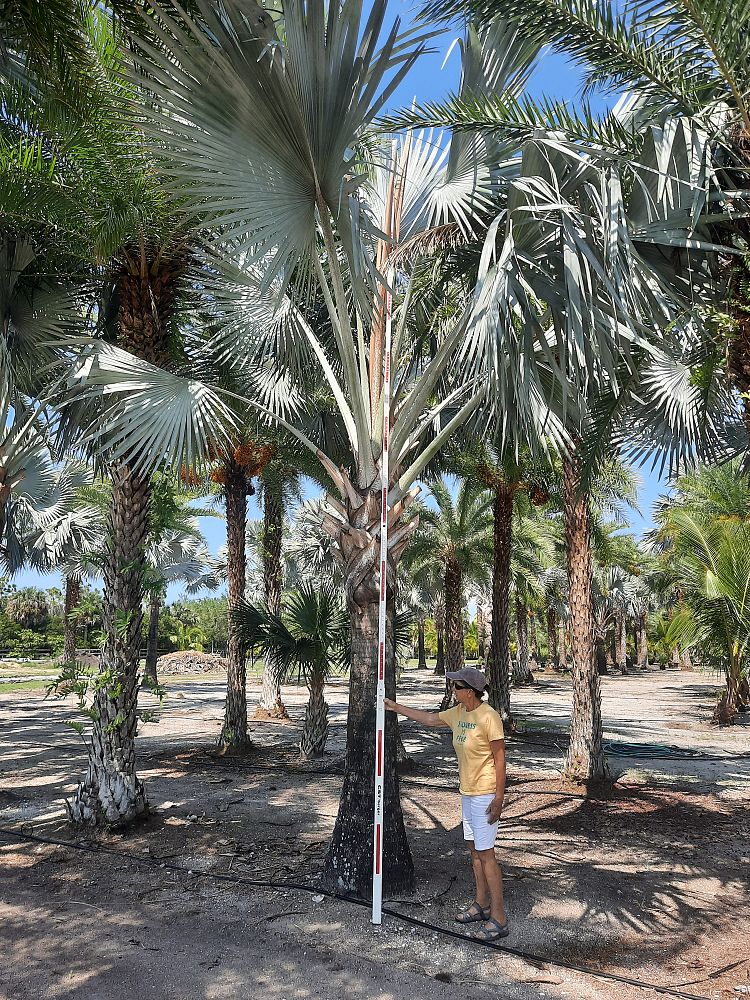 bismarckia-nobilis-silver-bismarck-palm