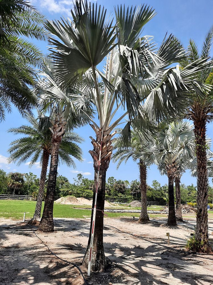 bismarckia-nobilis-silver-bismarck-palm