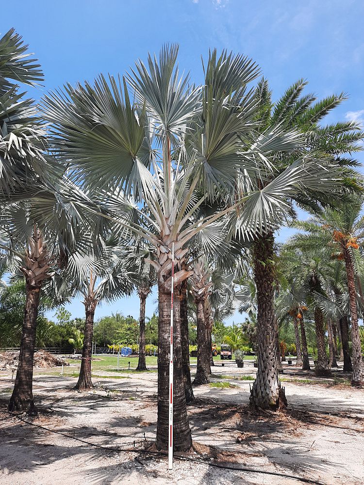 bismarckia-nobilis-silver-bismarck-palm