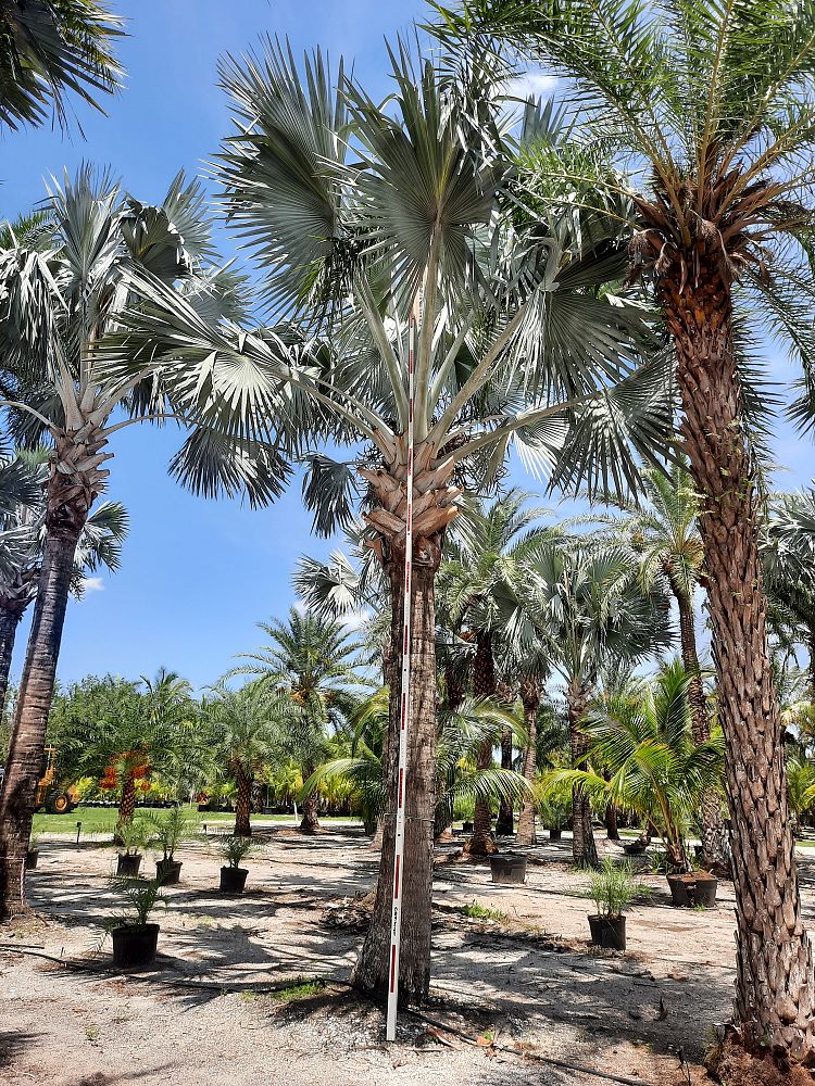 bismarckia-nobilis-silver-bismarck-palm