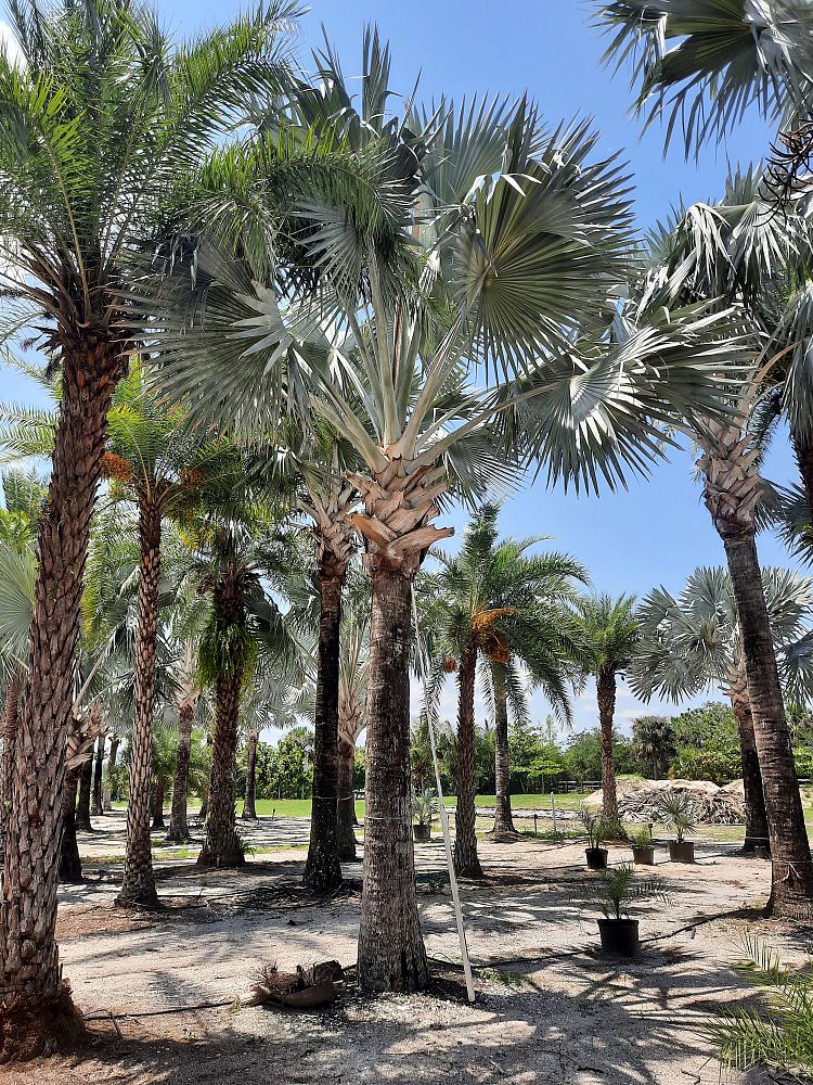 bismarckia-nobilis-silver-bismarck-palm
