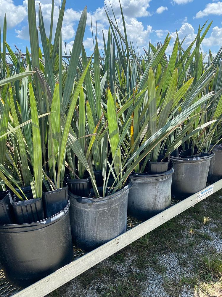bismarckia-nobilis-silver-bismarck-palm