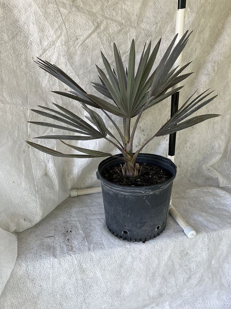 bismarckia-nobilis-silver-bismarck-palm