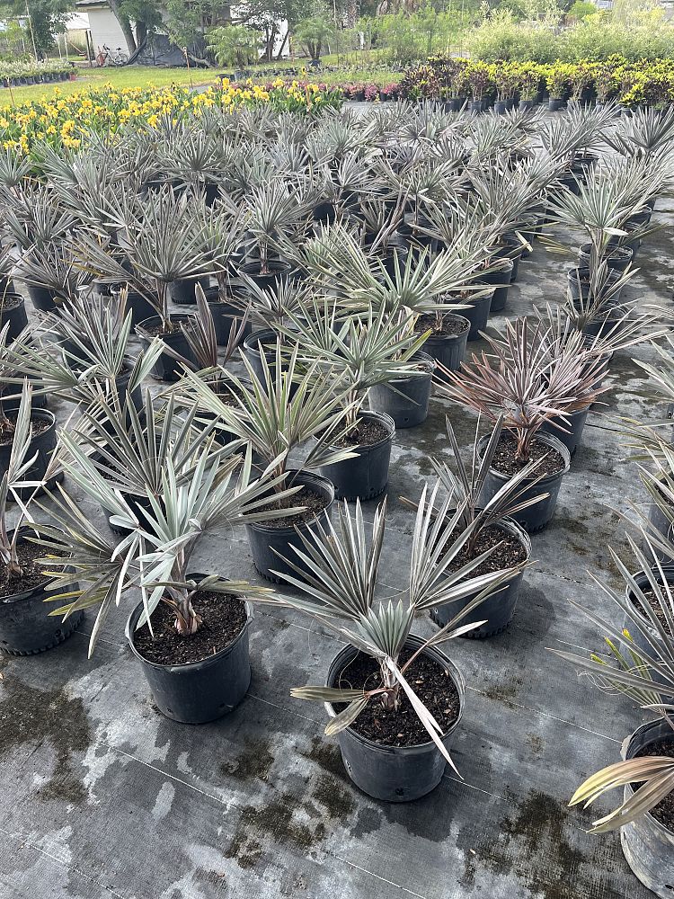 bismarckia-nobilis-silver-bismarck-palm