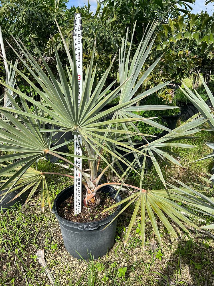 bismarckia-nobilis-silver-bismarck-palm