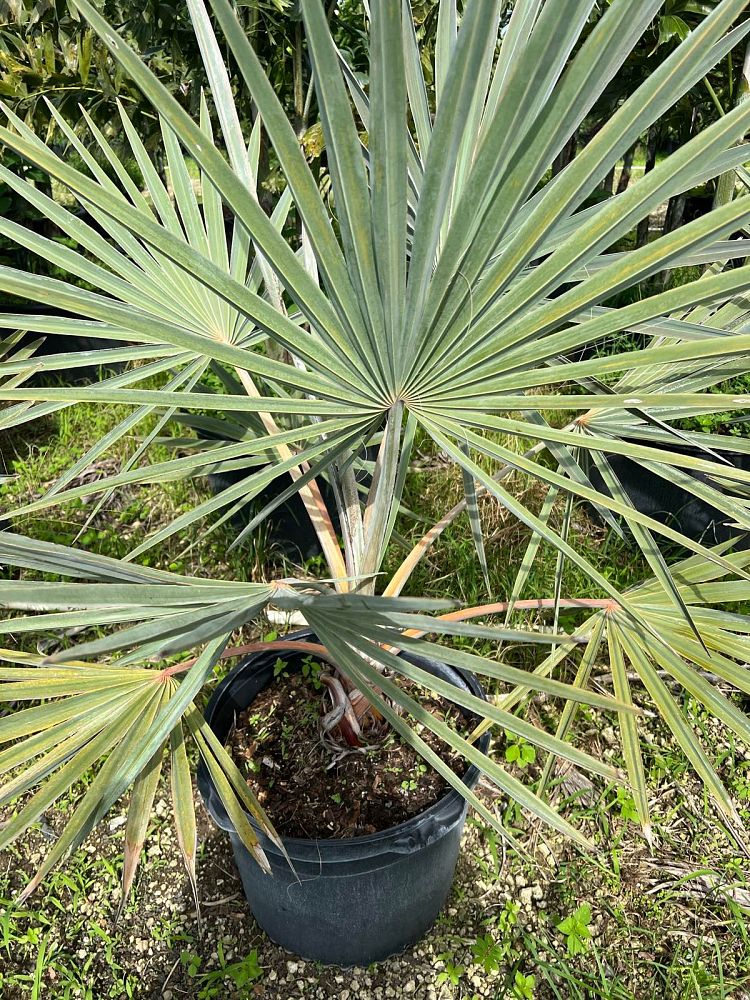 bismarckia-nobilis-silver-bismarck-palm