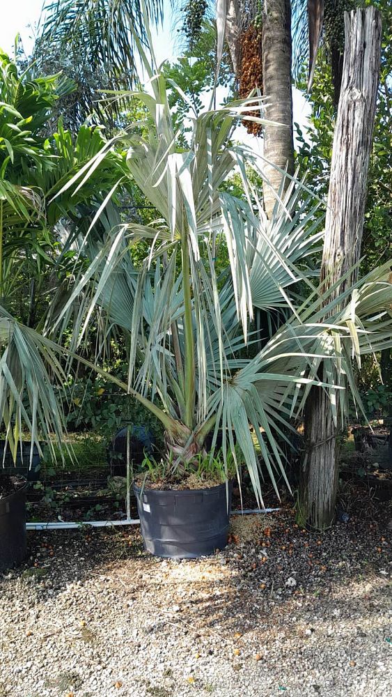 bismarckia-nobilis-silver-bismarck-palm