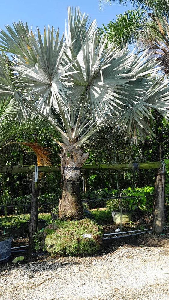 bismarckia-nobilis-silver-bismarck-palm