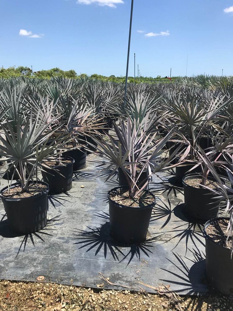 bismarckia-nobilis-silver-bismarck-palm