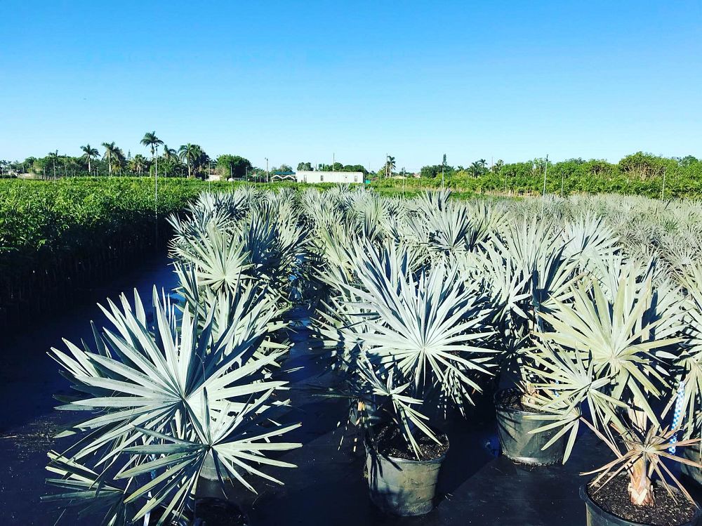 bismarckia-nobilis-silver-bismarck-palm