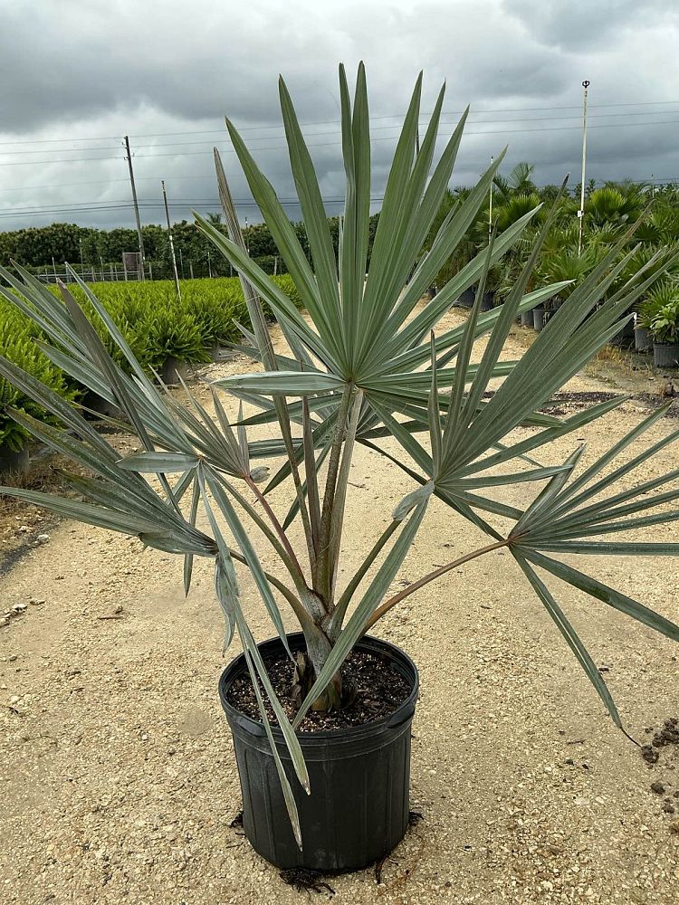 bismarckia-nobilis-silver-bismarck-palm