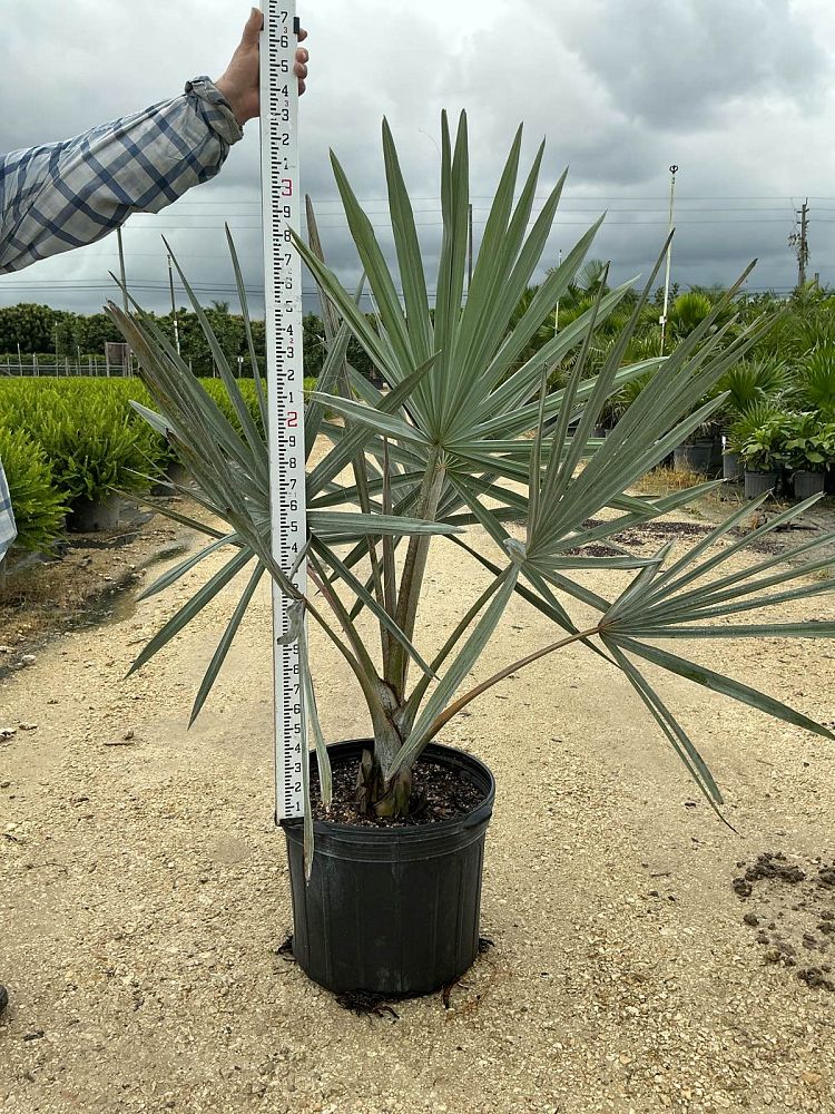 bismarckia-nobilis-silver-bismarck-palm