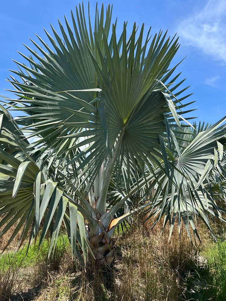 bismarckia-nobilis-silver-bismarck-palm