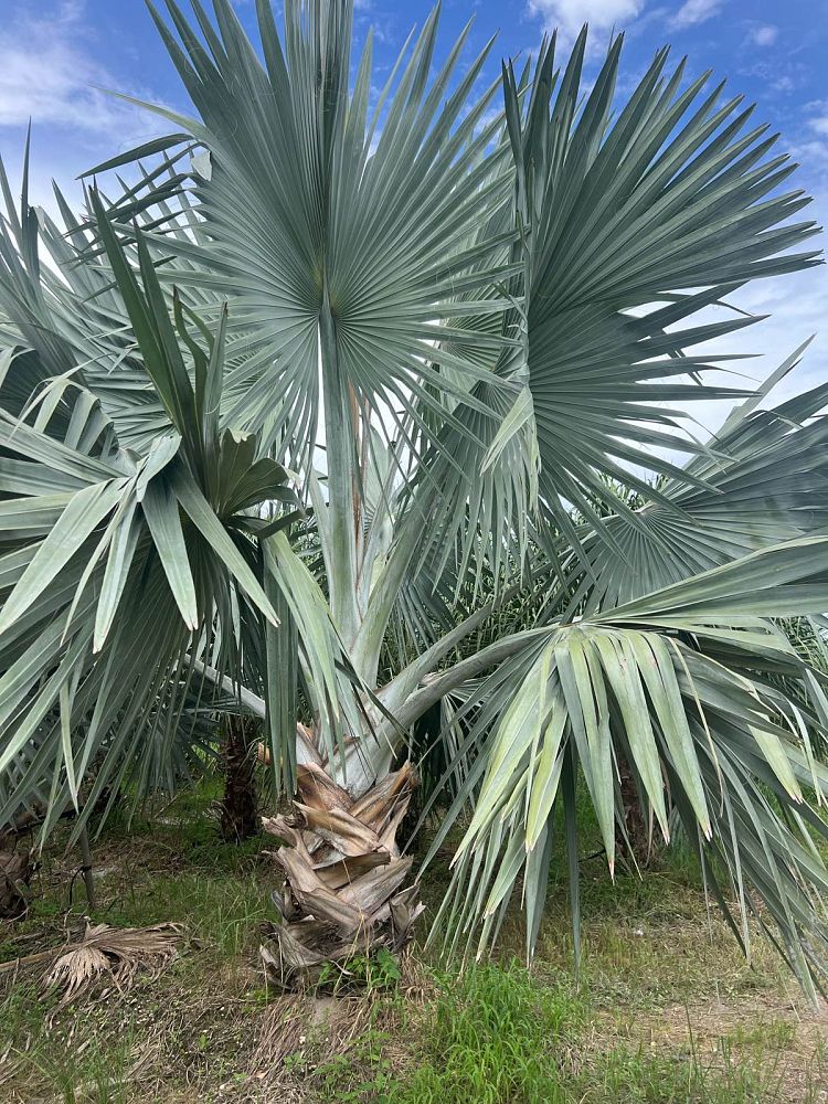 bismarckia-nobilis-silver-bismarck-palm